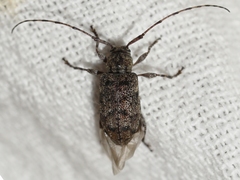 Astylopsis