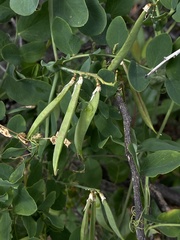 Lathyrus sulphureus