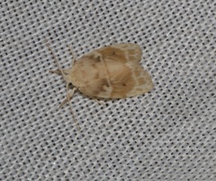 Schistophleps bipuncta