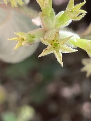 Cestrum pacificum