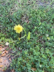 Pyrrhopappus pauciflorus