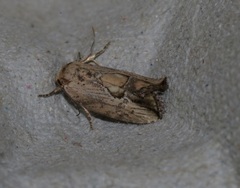 Strotihypera macroplaga