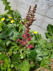 Astilbe