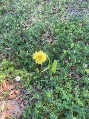 Pyrrhopappus pauciflorus