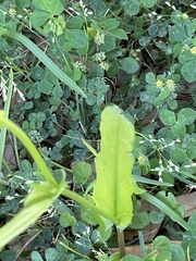 Pyrrhopappus pauciflorus