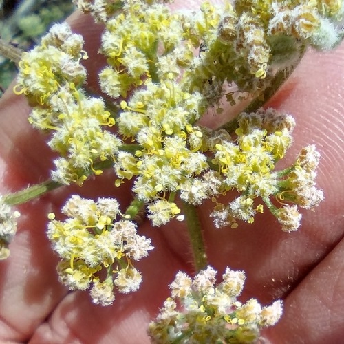 Woollyfruit Desertparsley