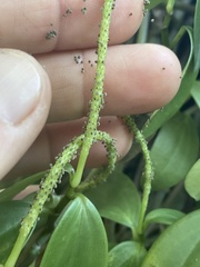 Peperomia socorronis