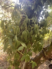 Peperomia socorronis