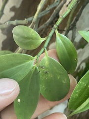 Peperomia socorronis