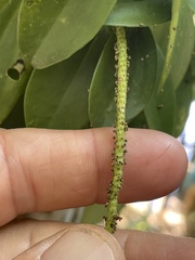Peperomia socorronis