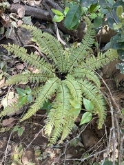 Asplenium sessilifolium
