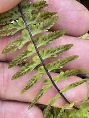 Asplenium sessilifolium