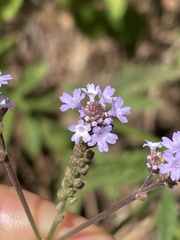 Verbena sphaerocarpa