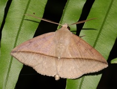 Ugia purpurea
