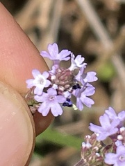 Verbena sphaerocarpa