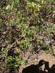 Verbena sphaerocarpa