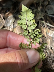 Myriopteris peninsularis insularis