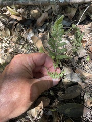 Myriopteris peninsularis insularis