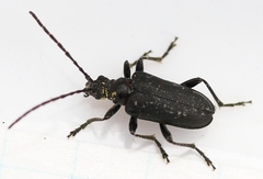 Brachysomida nigripennis