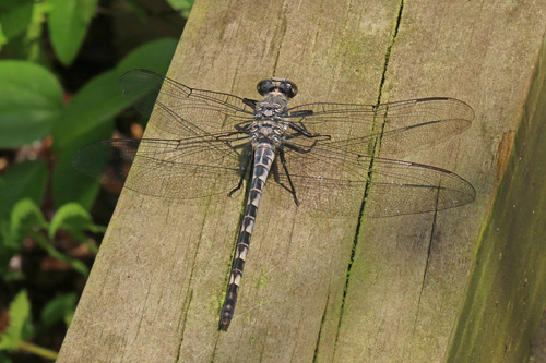 Gray Petaltail photo 6