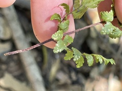 Myriopteris peninsularis insularis