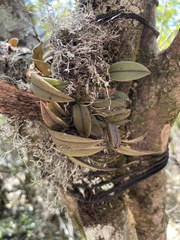 Acianthera unguicallosa