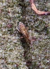 Entomobrya katzi