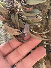 Acianthera unguicallosa