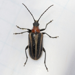 Brachysomida nigripennis