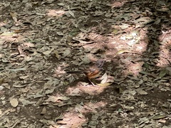 Pipilo maculatus socorroensis