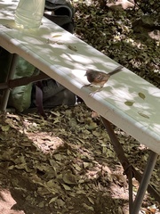 Pipilo maculatus socorroensis