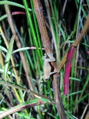 Scinax fuscomarginatus
