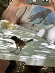 Pipilo maculatus socorroensis