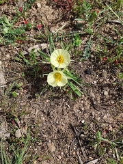 Narcissus bulbocodium