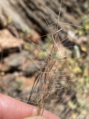 Aristida vaginata