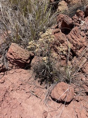 Pseudognaphalium attenuatum