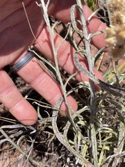 Pseudognaphalium attenuatum