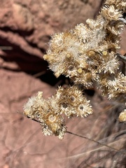 Pseudognaphalium attenuatum
