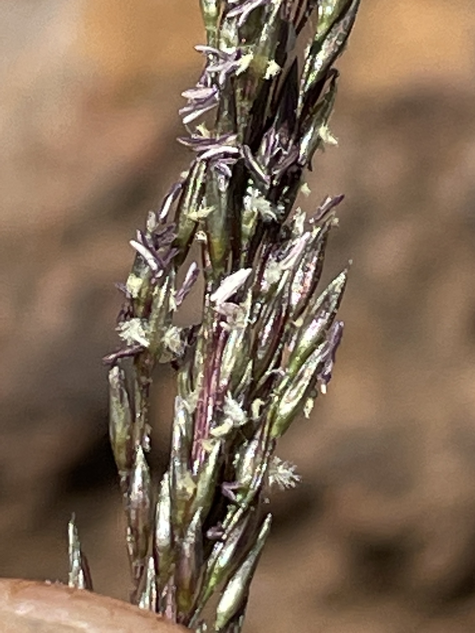 Sporobolus purpurascens