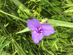Tradescantia occidentalis