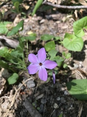 Phlox stolonifera
