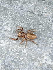 Cytaea plumbeiventris