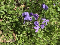 Phlox stolonifera