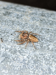 Cytaea plumbeiventris