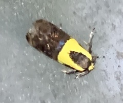 Rectiostoma xanthobasis