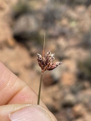 Bulbostylis nesiotica