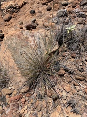Bulbostylis nesiotica