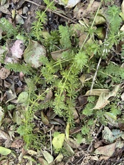 Galium mexicanum mexicanum