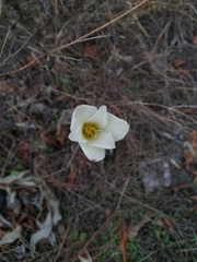 Zephyranthes alba