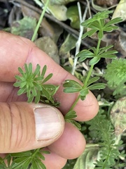 Galium mexicanum mexicanum